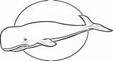 Coloring Pages Shamu Whale Sperm Line Clipartmag Drawing sketch template