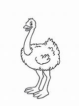 Ostrich Coloring Getcolorings Unique sketch template