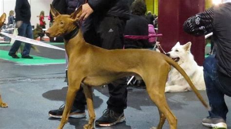 basenji  pharaoh hound breeds comparison barking royalty