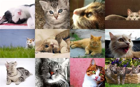 collage  fotos de gatitos muy lindos  wallpaper