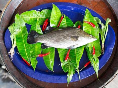 Sea Bass In Chinese Singapore