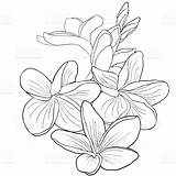 Plumeria Drawing Flower Drawings Paintingvalley sketch template