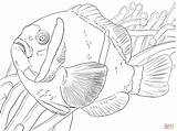 Colorare Disegni Barrier Pesce Pagliaccio Anemonefish Corallina Barriera Poissons Clowns Pesci Immagini Disegnare sketch template