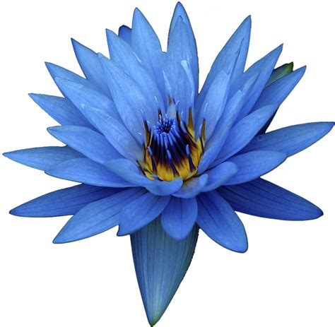 Itoldanotherlietodayy “blue Flower White Background