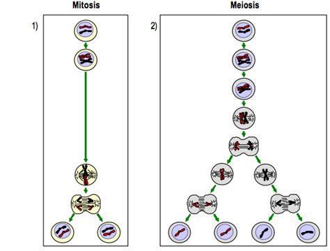 Y Una Tiza Al Cielo División Celular Mitosis Y Meiosis