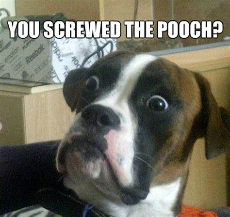 Screw The Pooch Meaning And Origin Slang By