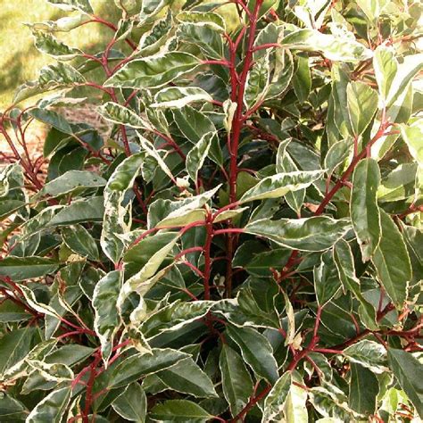 prunus lusitanica angustifolia laurier du portugal angustifolia laurocerasus lusitanica