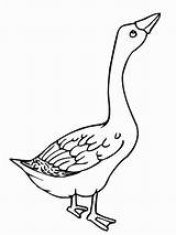 Goose Geese Netart Angry Nap Bestcoloringpagesforkids sketch template