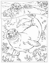 Harp Seal Coloring Getcolorings sketch template
