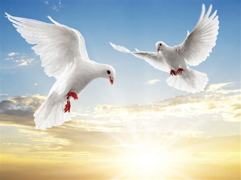 dove pair wallpapers hd wallpapers id