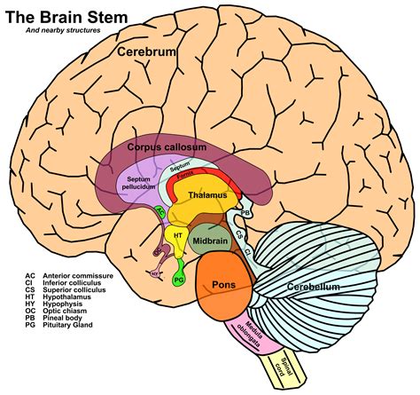 brainstem  cerebellum speech language  hearing sciences   malandraki