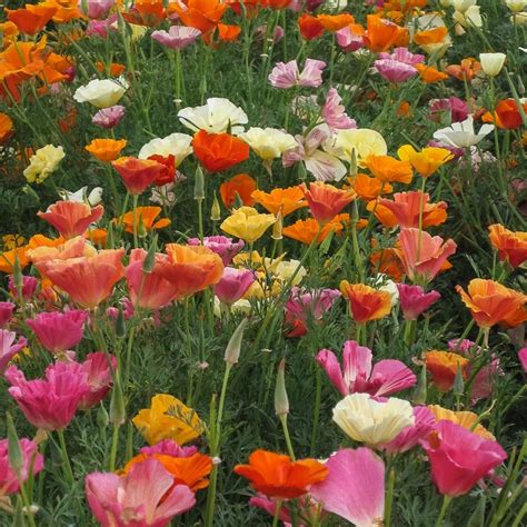 California Poppy Mission Bells Mix Seeds