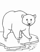 Cute Bear Baby Drawing Coloring Pages Getdrawings sketch template