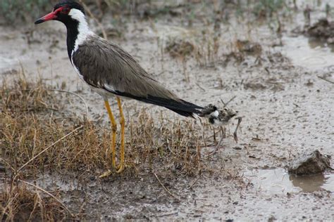 red wattled lapwing titahari  forest