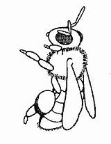 Bee Coloring Pages Crafts Body Kids Honey Cals Arizona Edu Bumble sketch template