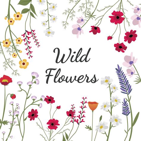 variety  wild flowers vector illustration  image  rawpixel