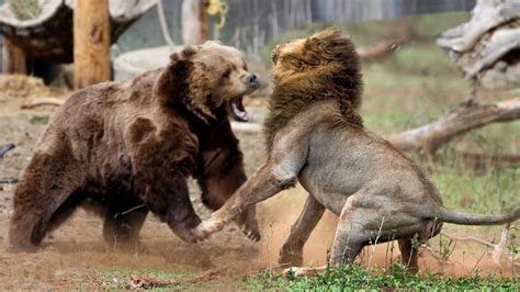 fight  mammals   win animal hype