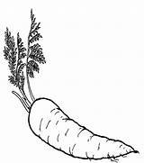 Carrot Vegetables Coloring Pages Good Color sketch template