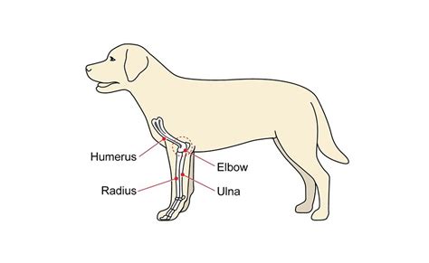 dog limping  front leg   treatment options