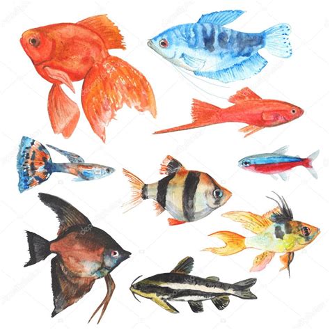 watercolor freshwater fish watercolour fishes isolated stock photo