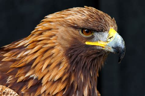 golden eagle side portrait birds wildlife photography  martin eager runic design