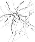 daring jumping spider coloring page  printable coloring pages