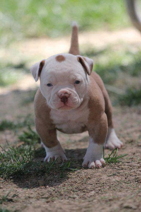 images  pitbull pictures  pinterest pit bull dog