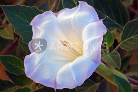 sacred datura vision quest photography art prints and posters by