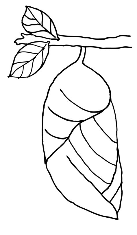 pupa butterfly coloring book png picpng