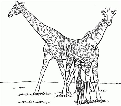giraffe print pictures   clip art  clip art
