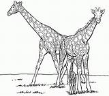 Coloring Giraffe Family Print Pages Kids Library Clipart Clip sketch template