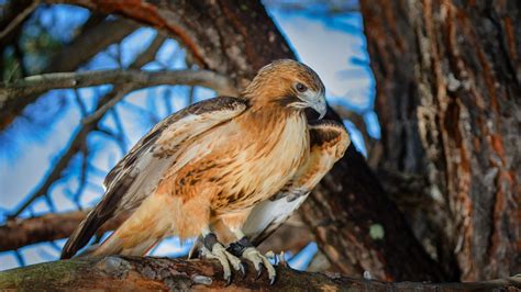 animal red tailed hawk  ultra hd wallpaper