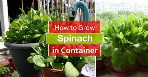 grow spinach  pots growing spinach  containers care