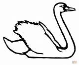 Swan Coloring Pages Trumpeter Swans Printable Animals Trumpet Print Family Drawing Popular sketch template