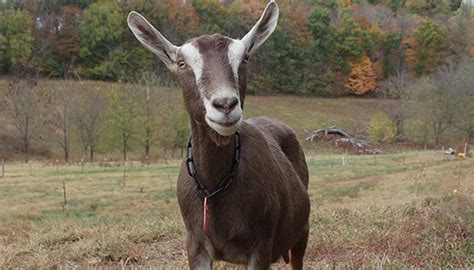 smaller  miniature goat breeds
