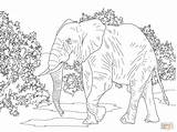 Coloring Elephant African Pages Animals Realistic Savanna Forest Walking Indian Printable Drawing Colouring Color Supercoloring Animal Desert Plants Print Jungle sketch template