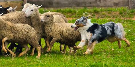 english herding dogs clearance prices save  jlcatjgobmx
