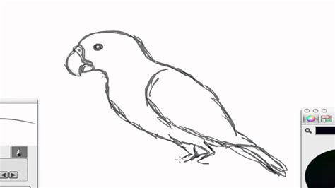 pássaro do bico de papagaio youtube