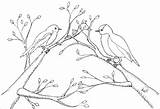 Coloring Robins Printable Pages Robin Feeding Babies Mother sketch template