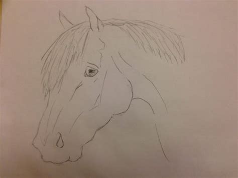 horse scetch equestrian art art drawings