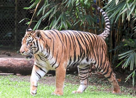 space  habitat  endangered malayan tiger  star