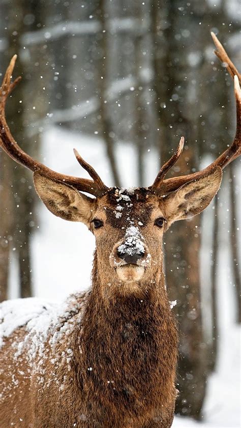 Deer phone wallpaper | Deer wallpaper, Deer pictures, Animal wallpaper