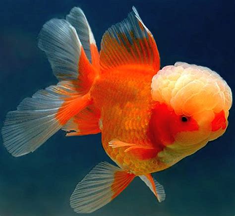 oranda tropical fish keeping