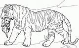 Tiger Coloring Lion Cub Ausmalbild Cubs Getdrawings Bengal Tigers Coloringhome Ausdrucken Tegninger Dyr Afrika sketch template