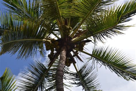 palm tree aruba paradijs
