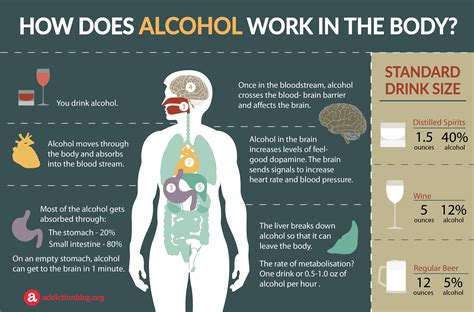 alcohol   body  drinking affects  body  brain infographic