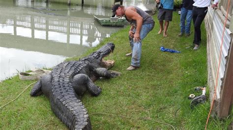 alligator   largest  caught alive  texas wildlife refuge  abc news