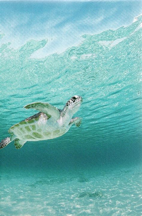 green sea turtle haunts  caribbean shoal national geographic