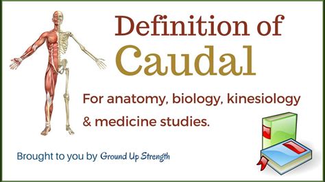 caudal definition anatomy biology kinesiology medicine youtube