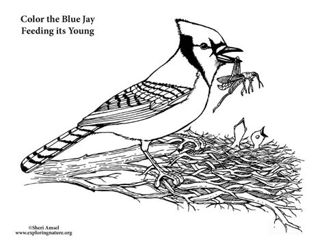 Blue Jay Bird Coloring Page Printable Sketch Coloring Page